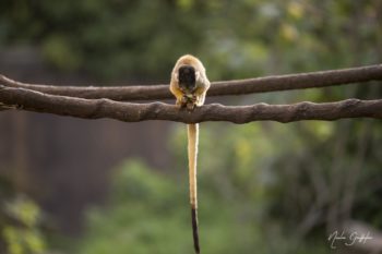 Zoo de Doué-La-Fontaine