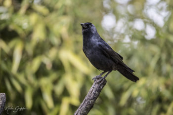 Oiseaux et Nature