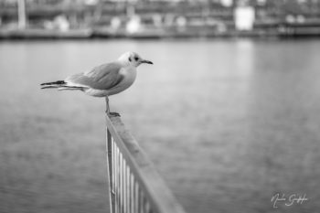 Mouette à La Rochelle