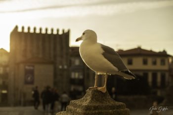 Mouette