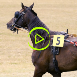 Vidéo Course Hippique à Luxé (16)